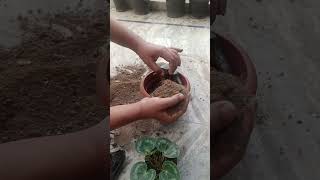 trending How to repott Cyclamen plantwinter flower in soil cocopeet vermi compost mixture 💞 [upl. by Femmine]