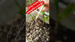 Lucky bamboo propagation successfulplantsgardengardeningideasshortsytluckyplant [upl. by Haon]