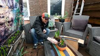 moestuin klussen Januari ARTISJOK plant unboxing amp handige verzorgings tips [upl. by Sugden662]