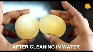 Bouncing Egg Experiment With Vinegar [upl. by Jeromy]