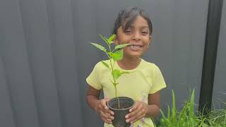 Telugu garden vlogPlanting new plants in garden and harvesting vankaya plant telugu Australiavlogs [upl. by Sura]