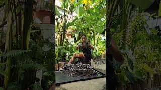 How to propagate Anthurium Pedatum [upl. by Anitnatsnok]