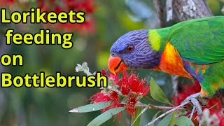 Rainbow Lorikeets feeding on Bottlebrush Flowers [upl. by Ymassej]