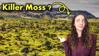 Ordovician Mass Extinction Causes amp Consequences  GEO GIRL [upl. by Nefets]