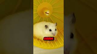 Hamsters Can Run 6 Miles Every Night hamsters hamsterbehavior hamsterunning smallpets [upl. by Olag]