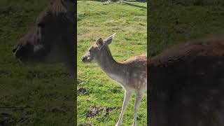 Erlebnispark zoo bridge europe animals [upl. by Htepsle513]