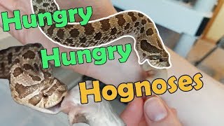 Feed My Pet Friday Hognose Snakes II [upl. by Glenine]