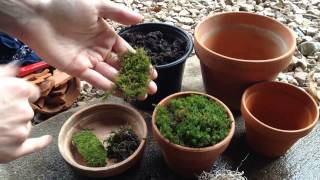 Growing Moss in Containers 🎍 [upl. by Elaen]