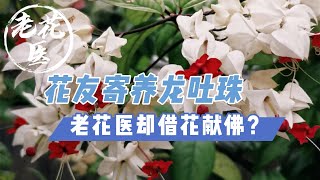 【寄养龙吐珠】花友寄养龙吐珠，老花医1盆变4盆，还要借花献佛？A fan sent a Bleedingheart vine which was seperated to 4 pots [upl. by Rehpotsirahc]