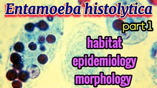 Entamoeba histolytica Habitat Epidemiology Morphology  Amoebiasis  Parasitology [upl. by Nihahs]