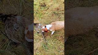 Pheasant hunt with copper [upl. by Dominic93]