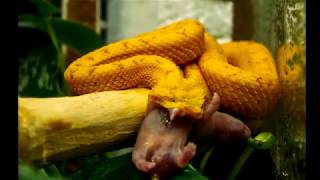 Кормление змей Trimeresurus gumprecht and Bothriechis schlegelii Feeding snakes [upl. by Erdne]