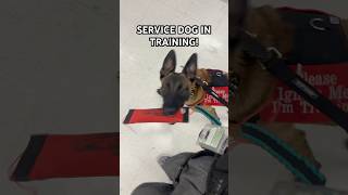 HAVE QUESTIONS COMMENT servicedog viral fyp trending song malinois k9 wow work views [upl. by Grote208]