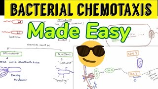 Chemotaxis  Signalling pathway in bacteria Made Easy😎😎 bacterial chemotaxis [upl. by Carolin]