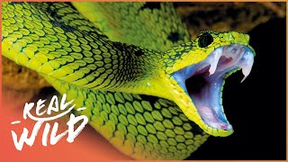 The Most Feared Reptile On The Planet  Asias Deadliest Snakes  Real Wild [upl. by Lexis338]