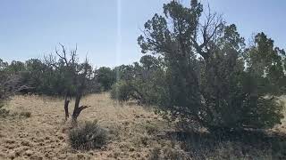 513 Acres of Land for Sale Apache County Arizona Land For Sale [upl. by Ursas]