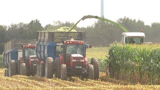 Corn Silage 2020  Claas Jaguar 840 Chopping Corn Silage With 3 Case IH Magnums  Ontario Canada [upl. by Gessner]