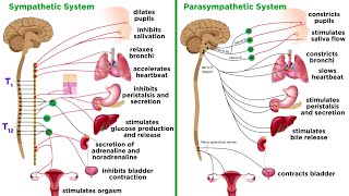 The Autonomic Nervous System Sympathetic and Parasympathetic Divisions [upl. by Hiroshi]