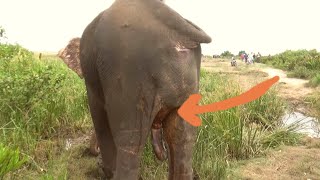 Massive elephant injured with crocodile bite received the treatment from sympathetic officers [upl. by Naibaf]