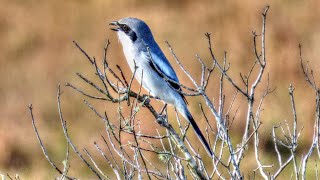 Loggerhead Shrike Song [upl. by Mckenzie681]