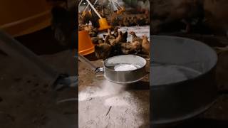 Using lime powder to disinfect chicken farmsCreative inspiration [upl. by Novek]