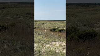 Whitetail deer on the Outer Banks [upl. by Philipson643]