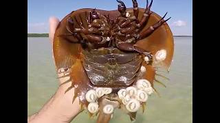 This is how a horseshoe crab swims [upl. by Baerman]