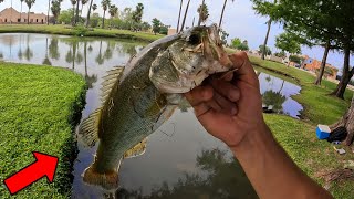 Largemouth BASS Catch and Cook [upl. by Clifton982]