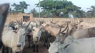 Amazing Hallikar cow Herds in Kanakapura Taluk [upl. by Duj]