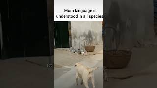 Thats the power of the mom funnymemes big dj love doglover dog babysdogshorts power of momk [upl. by Landre669]