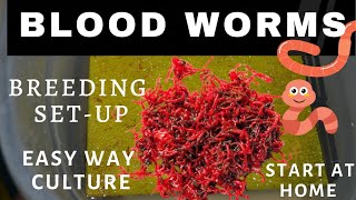 Blood worms breeding  How to culture blood wroms  bloodwormsbreeding howtoculturebloodworms [upl. by Bouldon]