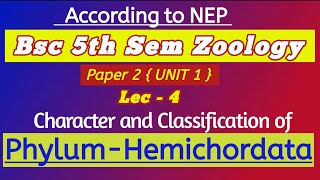 Phylum Hemichordata General Characteristics and ClassificationHemichordata  Balanoglossus bsc Msc [upl. by Aya]