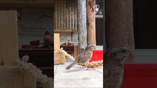 Peckish Pecker nature birds wildlife canada cute [upl. by Colas933]