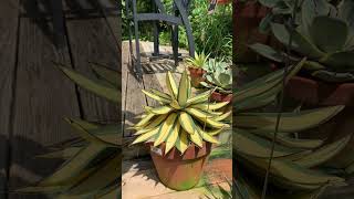 Agave make excellent container plants large variety low maintenance and deer resistant [upl. by Aliehc]