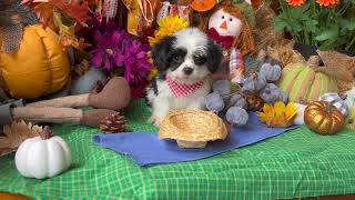 Cavachons by Design Oreo [upl. by Bywaters]