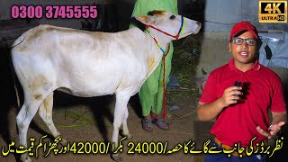 Eid ul Haza kay mokay pr khsusi peshkash 24K ka Hissa or 42K ka Bakra Bachra Munasib qemat pr 2024 [upl. by Gilletta]