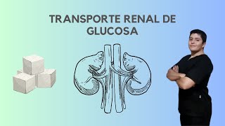 Transporte renal de glucosa FISIOLOGÍA [upl. by Otir985]