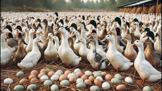 Raising Ducks For Eggs  Harvesting Duck Eggs And Feeding Ducks [upl. by Bock309]