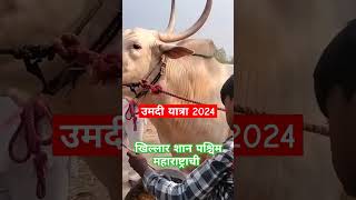 उमदी यात्रा 2024bailgadasharyat bailgadapremi khillar बैलगाडा खिल्लार cow bull khillarcow [upl. by Yekram]