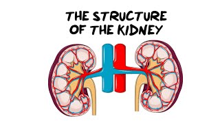 Intro to the Kidney Structure [upl. by Oneida]