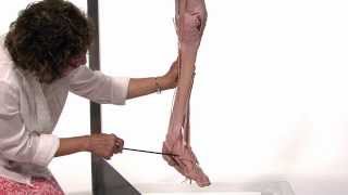 Anatomy Series Muscles of the Lower Limb by Dr Shakti Chandra [upl. by Engen]