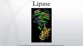 Lipase [upl. by Swithbart]