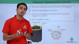 Class 11th  Eukaryotes  Centrosome and Centrioles  Cell The unit of Life  Tutorials Point [upl. by Moriyama]