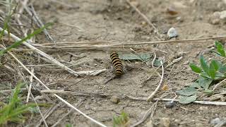 Caterpillars and Chaser Dragonfly [upl. by Peterec]