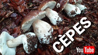 Cueillette de cèpes magnifiques Cueillette des champignons 2019 [upl. by Eceirtal272]