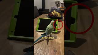 This Parrot Uses an iPad Better Than Your Grandma shorts [upl. by Essej]