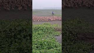 Farmers are bringing ducks from canal bill to feed them duck shorts [upl. by Occer41]