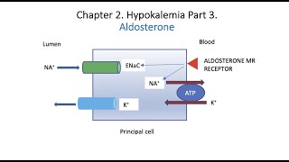 Hypokalemia Part 3 The Aldosterone Paradox [upl. by Eidac]