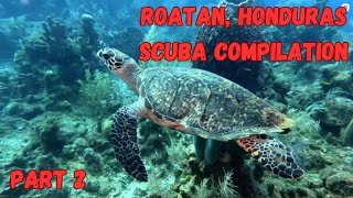 Roatan Island Honduras SCUBA Compilation Part 2 September 2024 [upl. by Adnilg114]