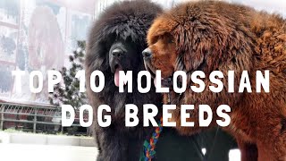 TOP 10 MOLOSSIAN DOG BREEDS RASY MOLOSÓW [upl. by Afra]